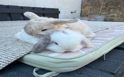Mini Lop rabbits for sale: Pure Bred Mini Lops For Sale  - Image 1