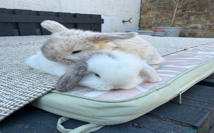 Mini Lop rabbits - Advert 4