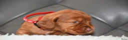 Cocker Spaniel dogs for sale: Kc Reg Show Type Cocker Spaniel  Health Tested - Advert 24