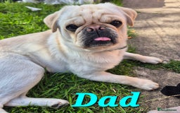 Pug dogs for sale: 3rd generation pug puppies  - Image 5