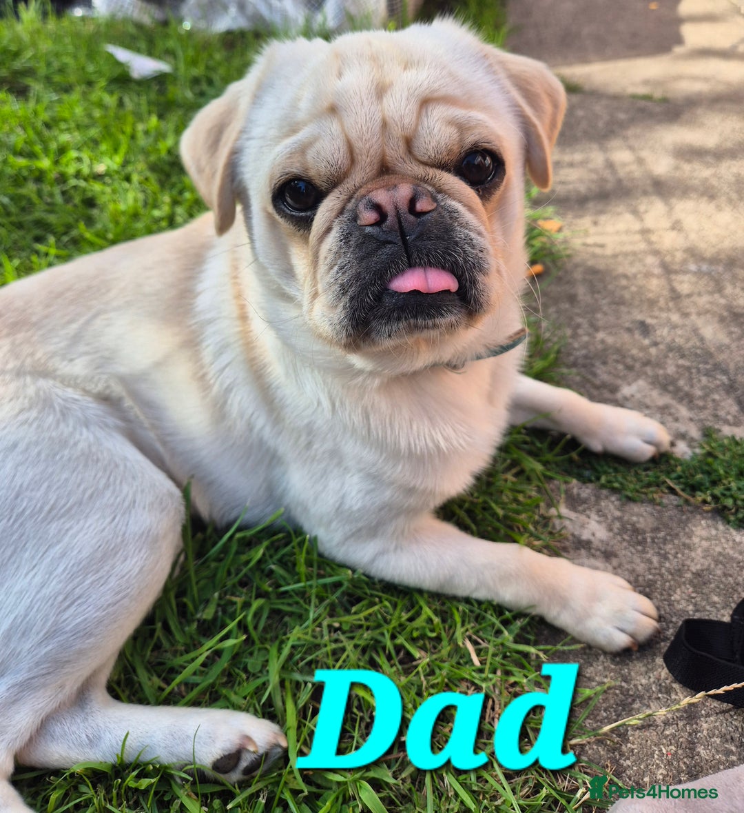 Pug dogs for sale: 3rd generation pug puppies  - Image 5