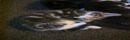 Mixed Breed cats for sale: 3 kittens looking for forever homes in Cannock - Advert 9