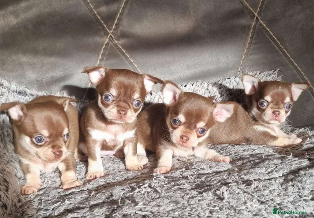 Chihuahua dogs for sale: Shorthaired tri chocolate chihuahuas puppies  - Advert 1