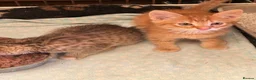 Mixed Breed cats for sale: Kittens  - Advert 2
