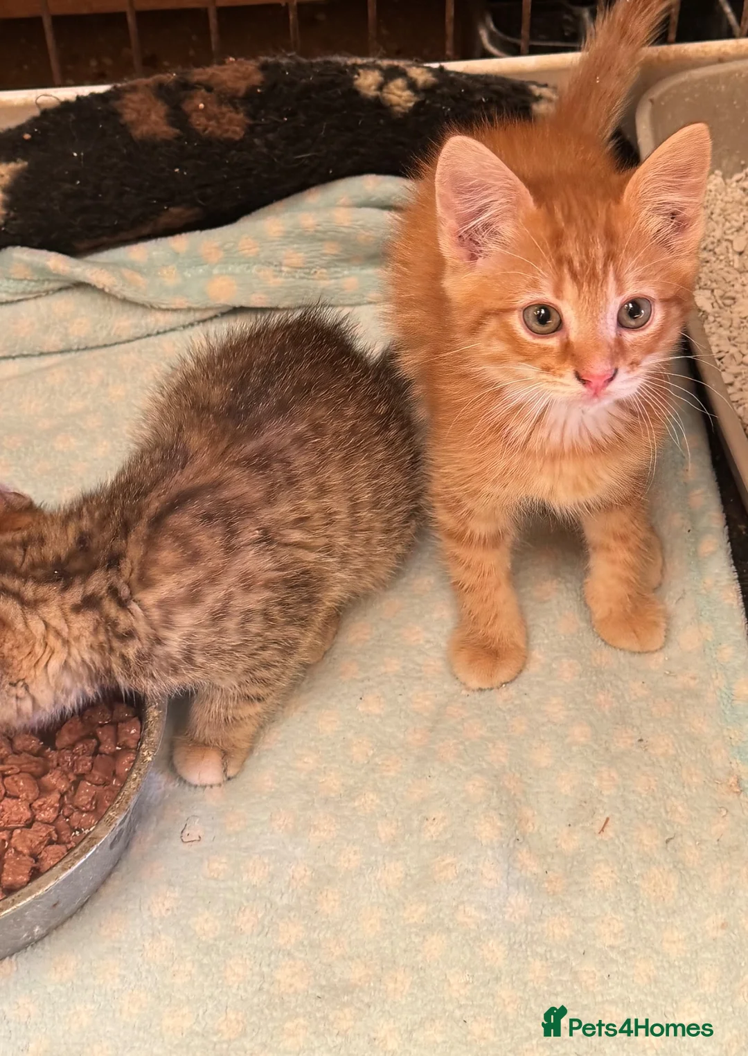 Mixed Breed cats for sale: Kittens  - Advert 2