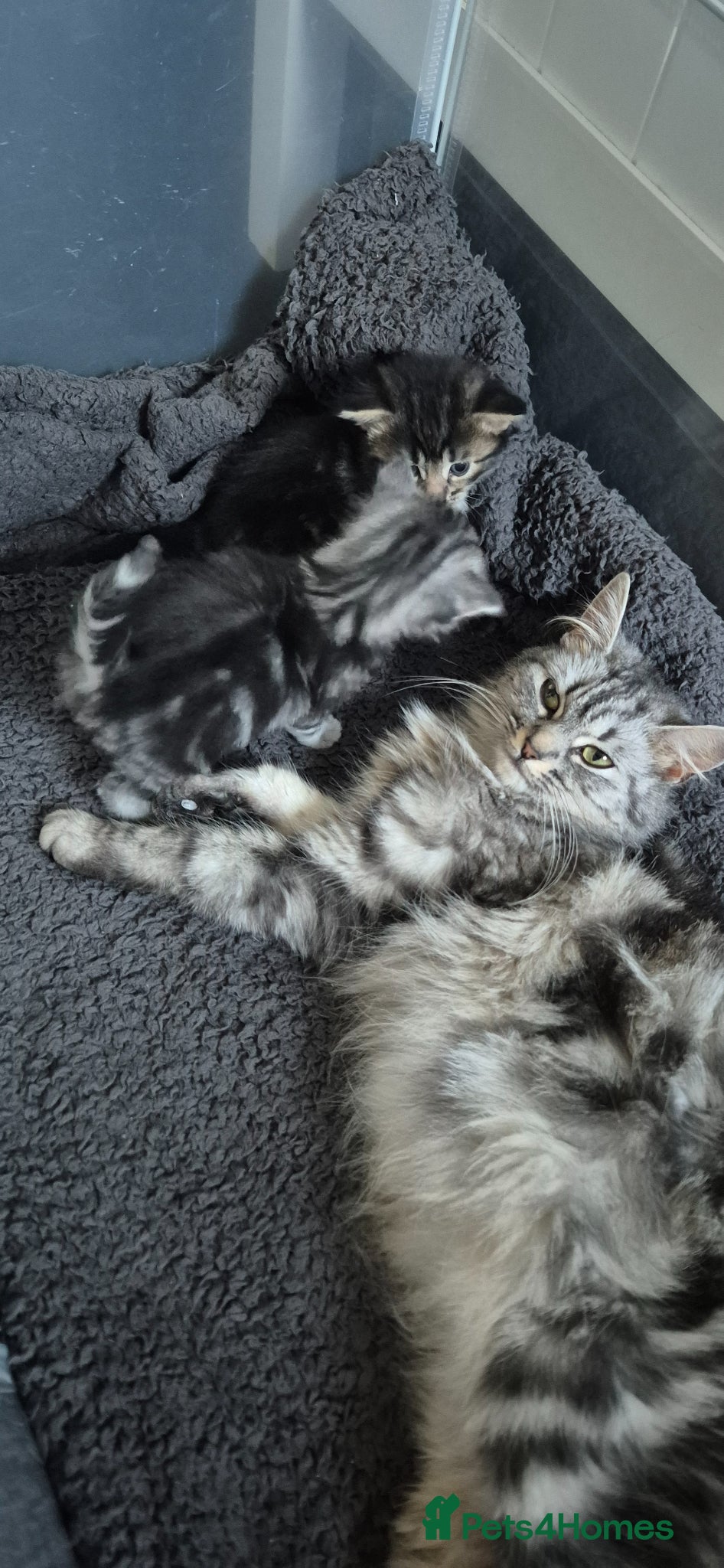 Scottish Fold cats Scottish fold kittens - Advert 1