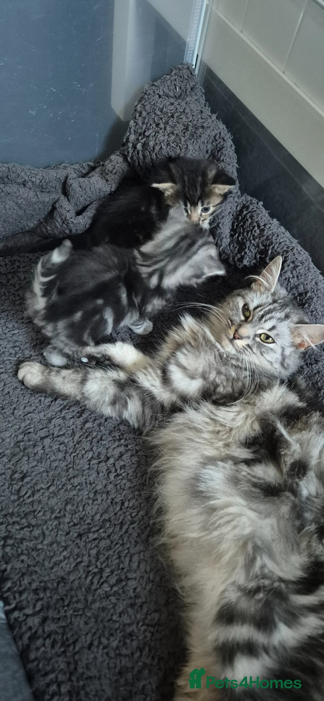 Scottish Fold cats for sale: Scottish fold kittens - Advert 1