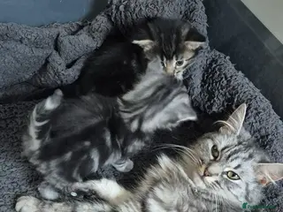 Scottish Fold cats Scottish fold kittens - Advert 1