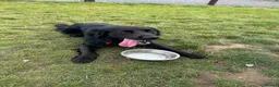 Mixed Breed dogs for sale: Pepsi in Norwich - Advert 4