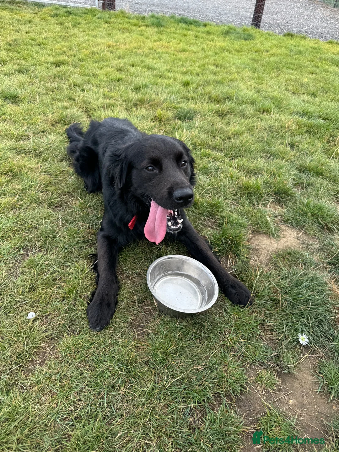 Mixed Breed dogs for sale: Pepsi in Norwich - Advert 4