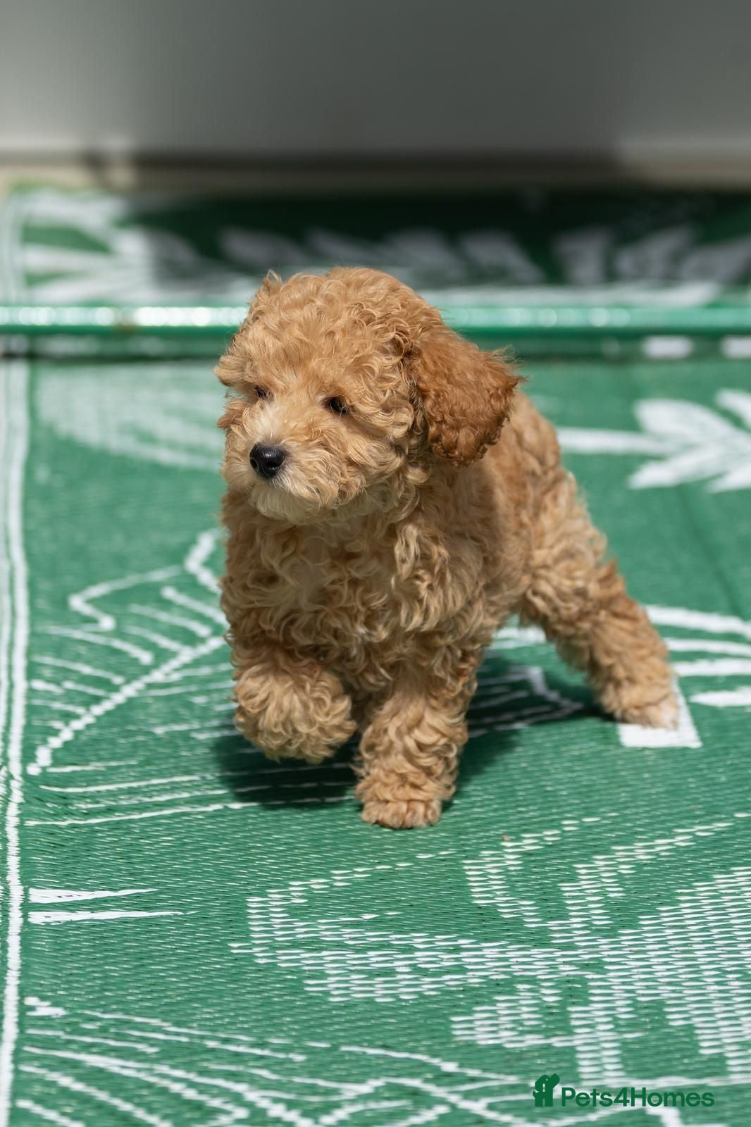 Toy Poodle dogs Small true size Toy Poodles - Advert 11
