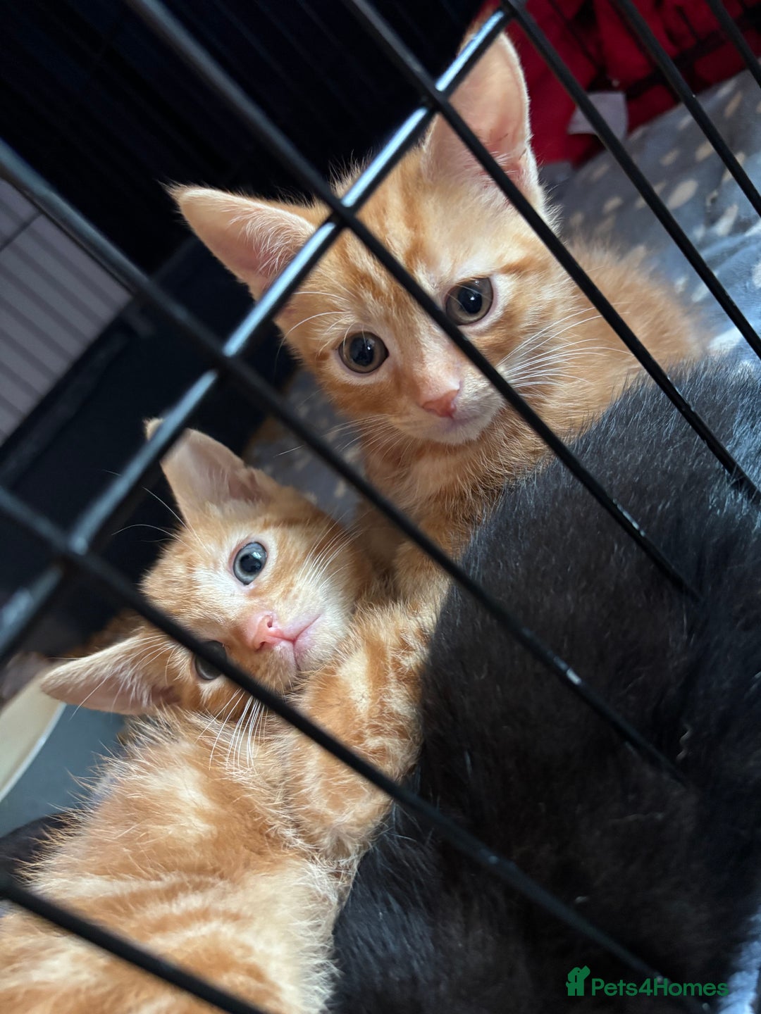 British Shorthair cats for sale: 4 Male kittens Looking for there forever home! - Image 1