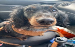 Miniature Dachshund dogs for sale: Gorgeous Long Haired Miniature Dachshund puppies!  - Image 8