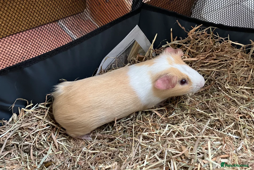 Guinea Pig rodents for sale: 2 males for good home - Advert 7