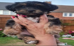 Yorkshire Terrier dogs for sale: 4 Yorkie Dogs looking for a new home.  - Image 1
