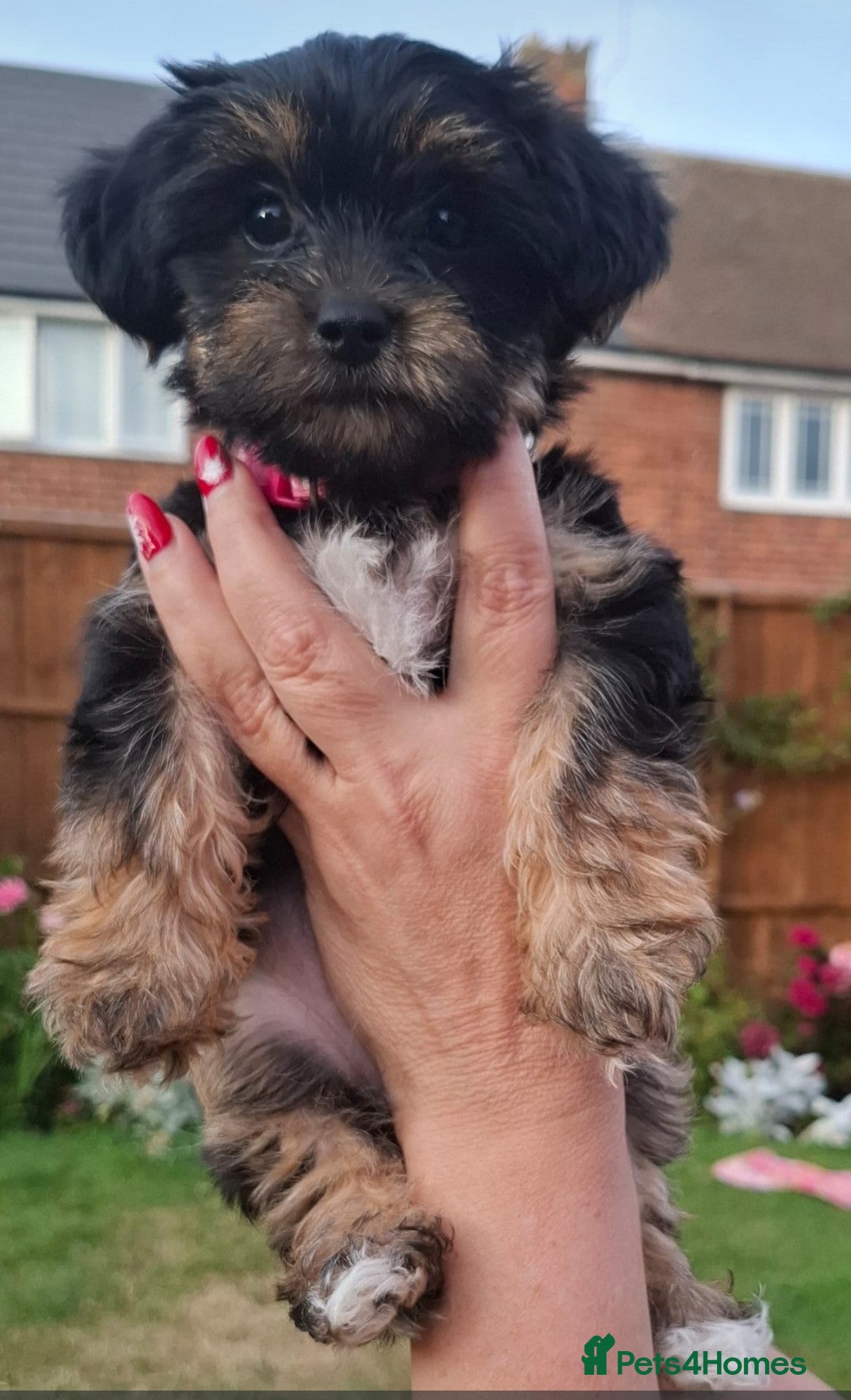 Yorkshire Terrier dogs for sale: 4 Yorkie Dogs looking for a new home.  - Image 1