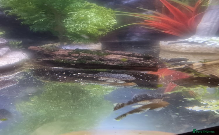 Plecos fish - Advert 1
