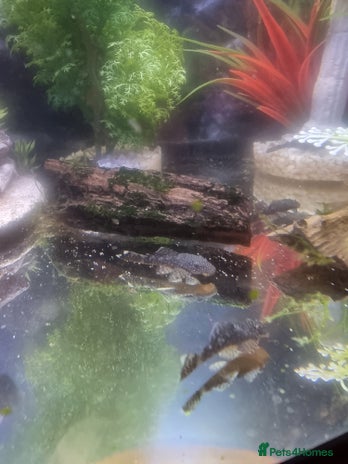 Plecos fish - Advert 11
