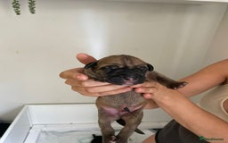 Cane Corso dogs for sale: Gorgeous cane Corso puppies - Image 2
