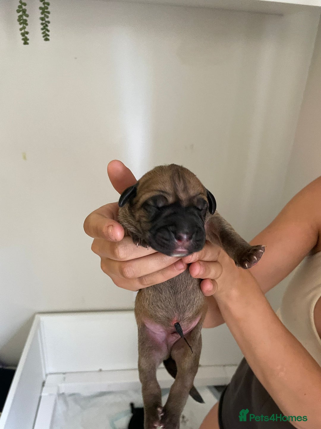 Cane Corso dogs for sale: Gorgeous cane Corso puppies - Image 2