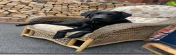 Labrador Retriever dogs for sale: 11 month old male Black Labrador for sale - Advert 4