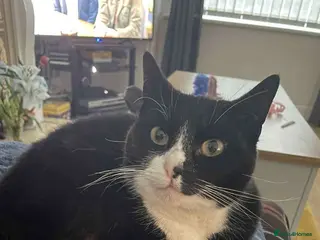 Domestic Shorthair cats Beautiful 5 year old cat for sale! - Advert 6