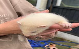 Ferret rodents for sale: Ferret kits and adults of va ages read descr  - Image 13