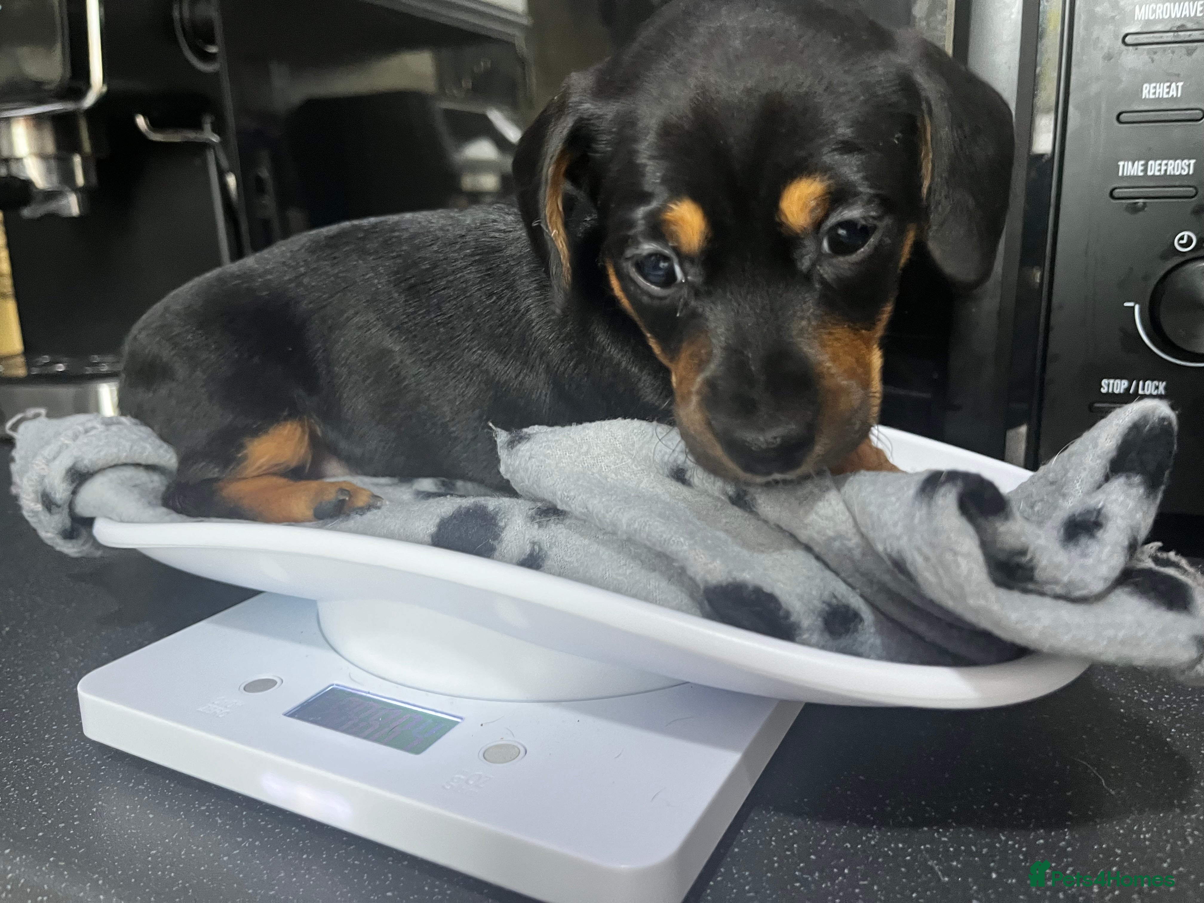 Jackshund dogs Jackshound - Advert 2