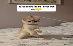 Scottish Fold cats for sale: Purebred Golden chinchilla TICA registered - Image 11