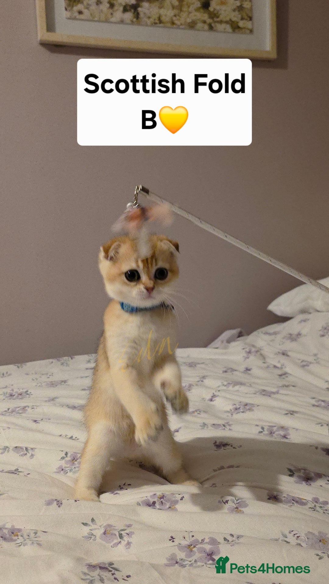 Scottish Fold cats for sale: Purebred Golden chinchilla TICA registered - Image 11