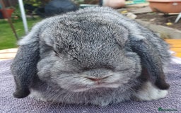 Mini Lop rabbits for sale: Friendly Baby rabbits  Vac RHD2 YURVAC - Image 4