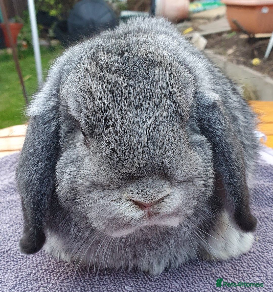 Mini Lop rabbits for sale: Friendly Baby rabbits  Vac RHD2 YURVAC - Image 4
