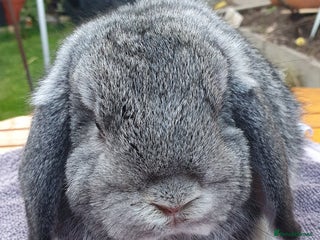 Mini Lop rabbits - Advert 23