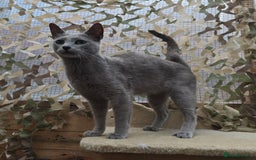 Russian Blue cats for stud: STUD ONLY Russian Blue Champion GCCF & TICA - Image 4