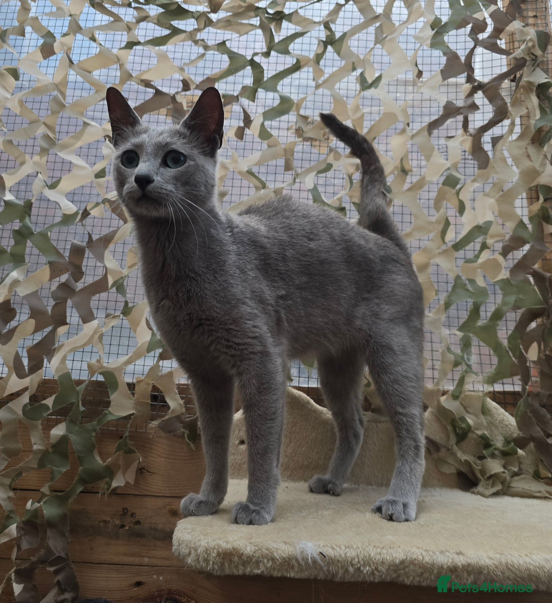 Russian Blue cats for stud: STUD ONLY Russian Blue Champion GCCF & TICA - Image 4