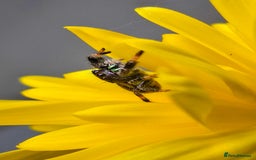 Spiders invertebrates for sale: Phidippus regius Apalachicola  - Image 6