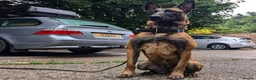 Belgian Shepherd Dog dogs for sale: Belgian malinois puppy's  - Advert 3
