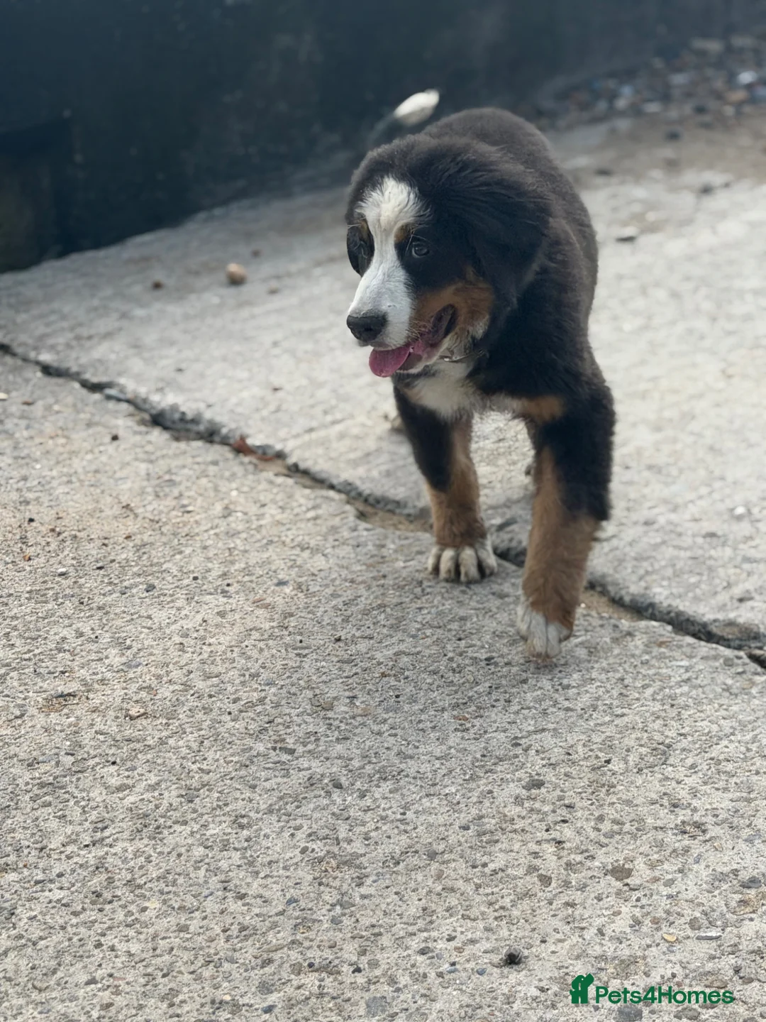 Bernese Mountain Dog dogs for sale: KC REG BERNESE MOUNTAIN DOG BITCH - Advert 2