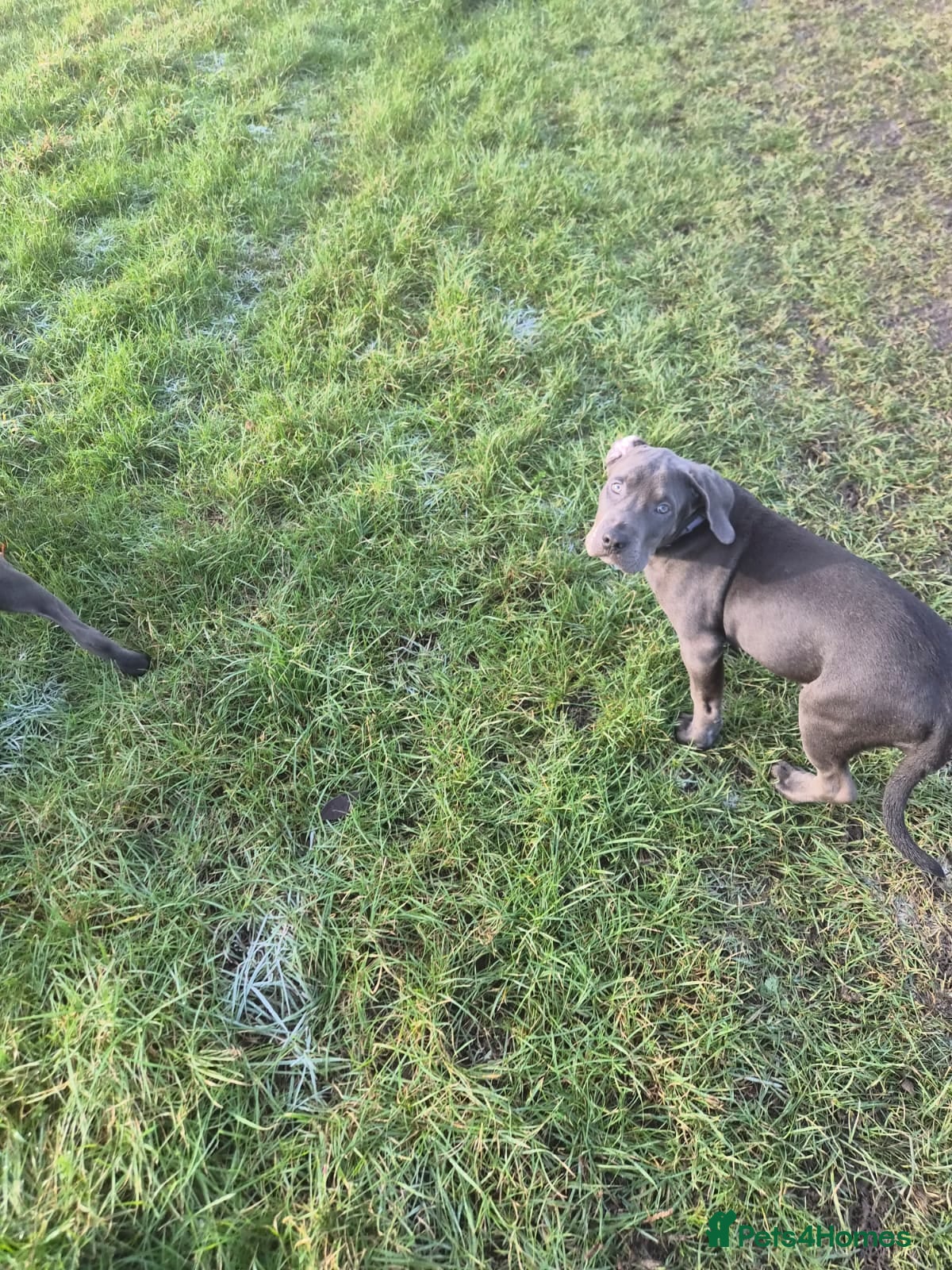 Mixed Breed dogs 3 labrador mix pupies - Advert 1