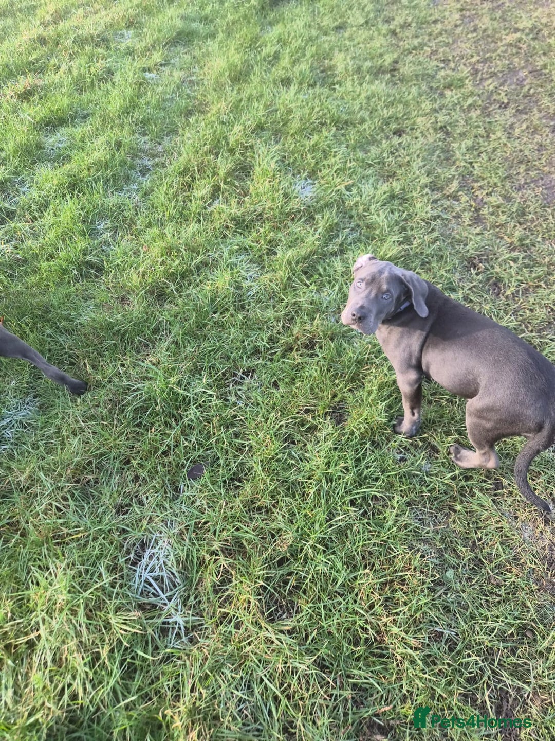 Mixed Breed dogs for sale: 3 labrador mix pupies - Advert 1