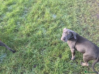 Mixed Breed dogs 3 labrador mix pupies - Advert 16