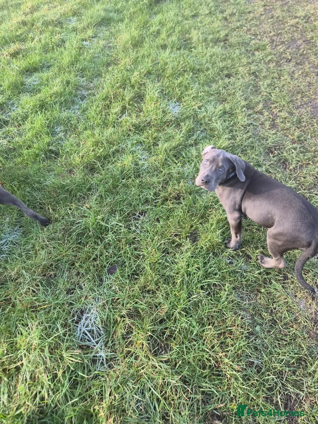 Mixed Breed dogs for sale: 3 labrador mix pupies - Advert 1