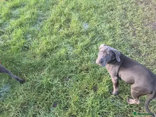 Mixed Breed dogs 3 labrador mix pupies - Advert 12