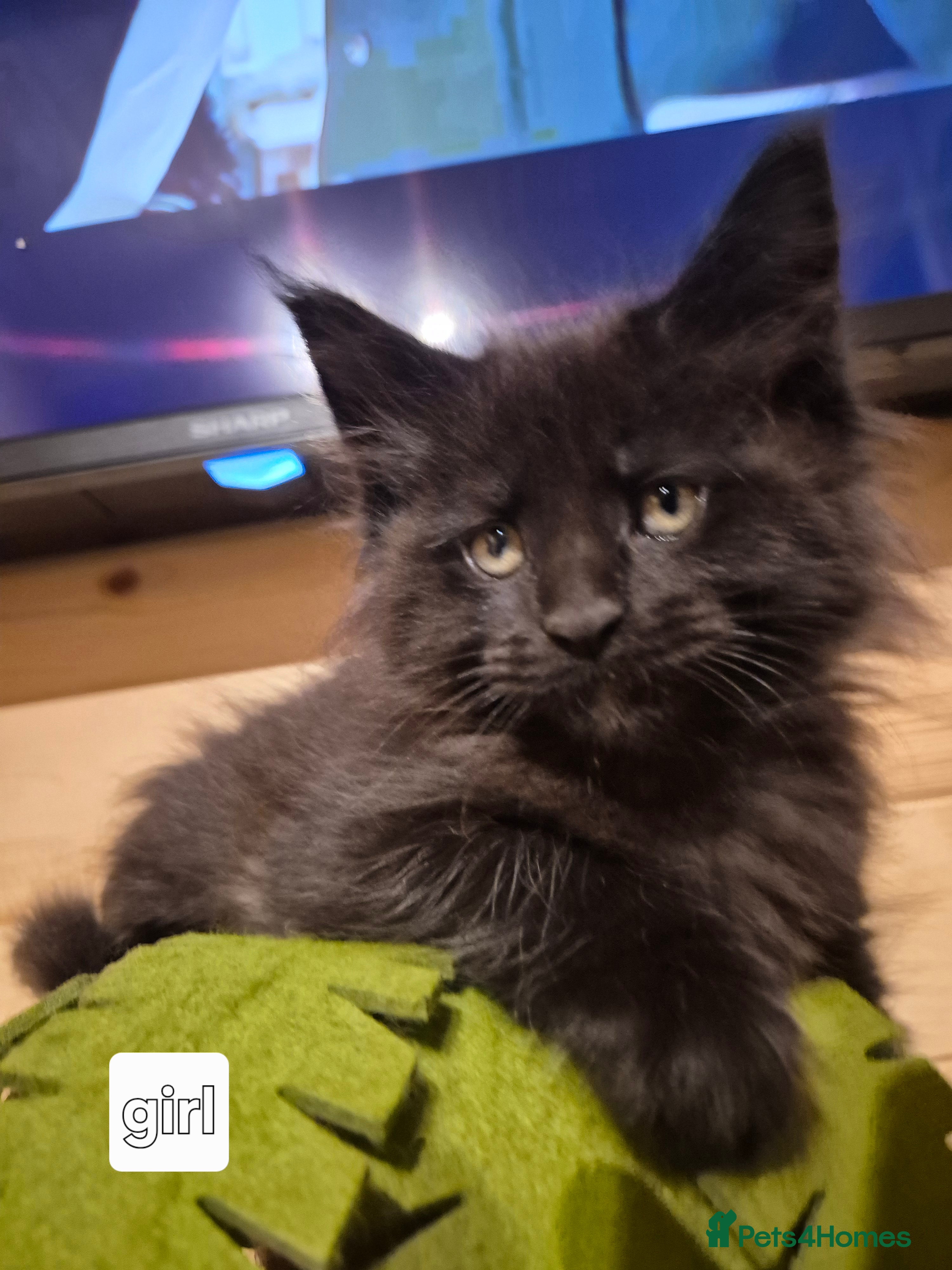 Maine Coon cats Mein Con - Advert 9