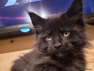 Maine Coon cats Mein Con - Advert 9