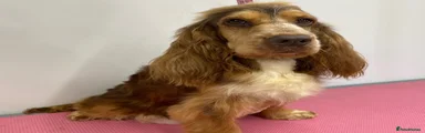 Cocker Spaniel 1