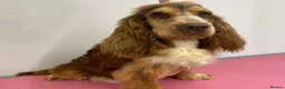 Cocker Spaniel dogs for sale: Ready now! Health tested show cocker spaniels - Advert 9