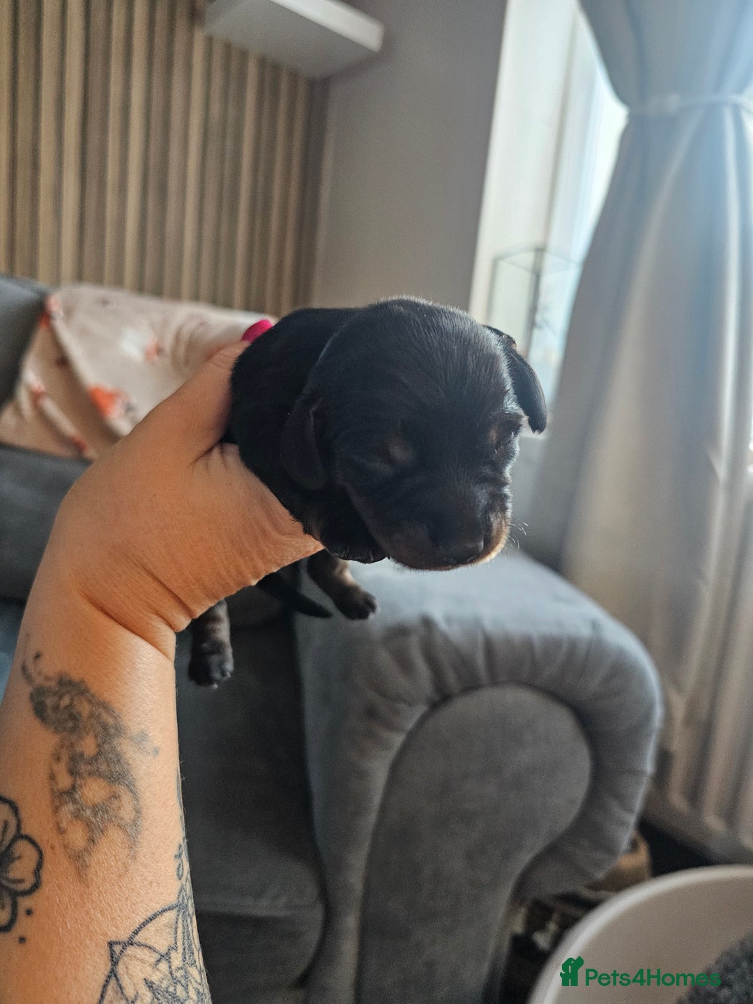 Dachshund dogs for sale: Beautiful Dachshund Puppies - Image 25