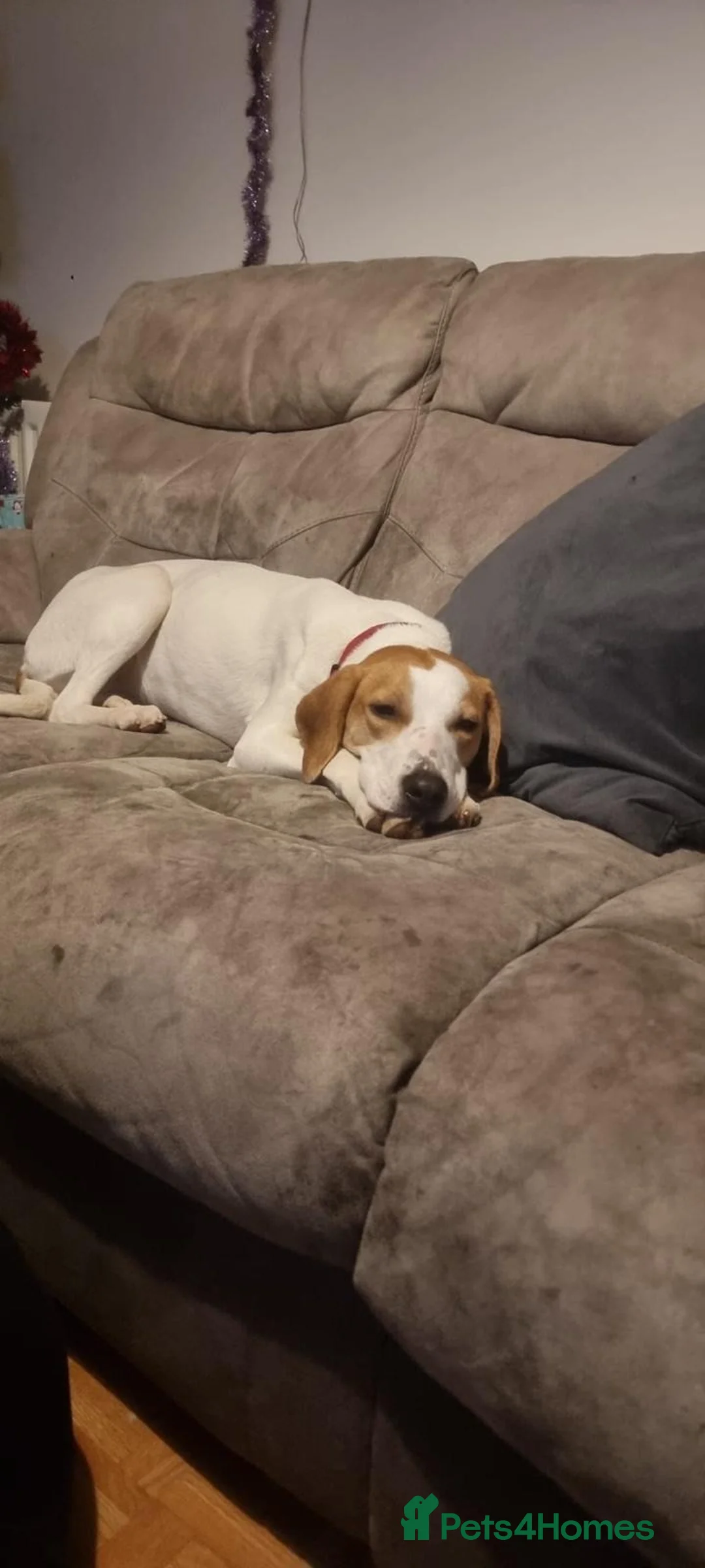 Mixed Breed dogs for sale: Foxhound cross whippet  - Advert 5