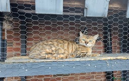 Bengal cats for sale: Beautiful Bengal Female -11 months old!  - Image 8